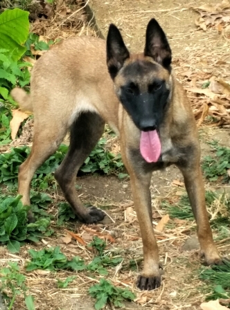 Jazz | Belgian Malinois 