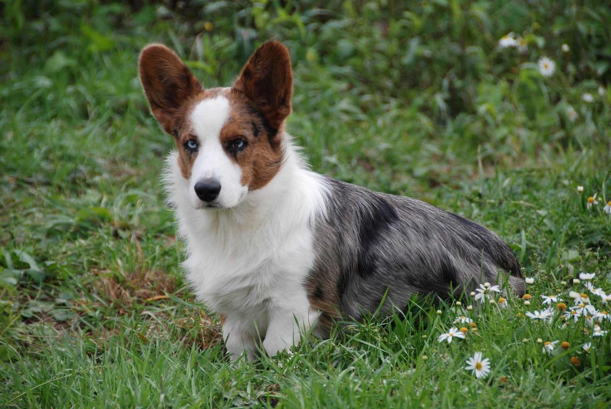 Solar Satellite Wilson | Cardigan Welsh Corgi 