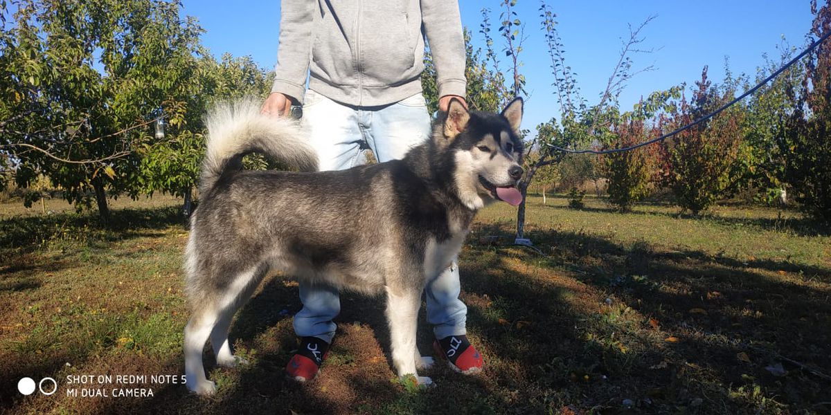 Cherry First Lady North Heart | Alaskan Malamute 