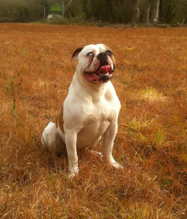 Gangstabulldog's Sunny | American Bulldog 