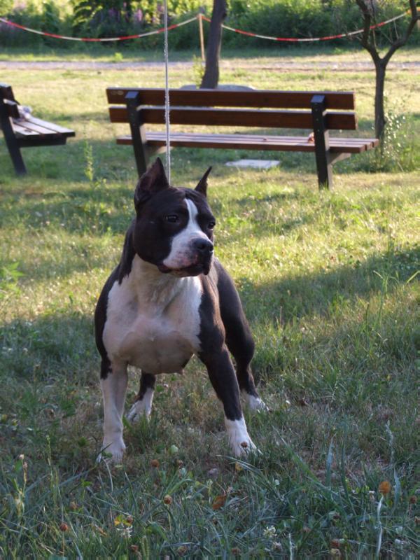 Nani anais diva sting | American Staffordshire Terrier 