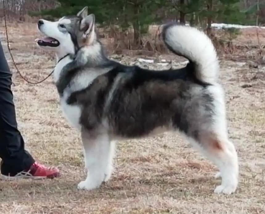 Lighting Star Vlci Severu | Alaskan Malamute 