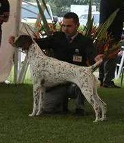 Rich Land Zeus | German Shorthaired Pointer 