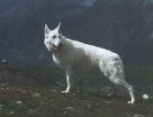 Aline von der Rheinebene | White Swiss Shepherd Dog 