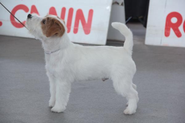 Rainbow Prisco | Jack Russell Terrier 