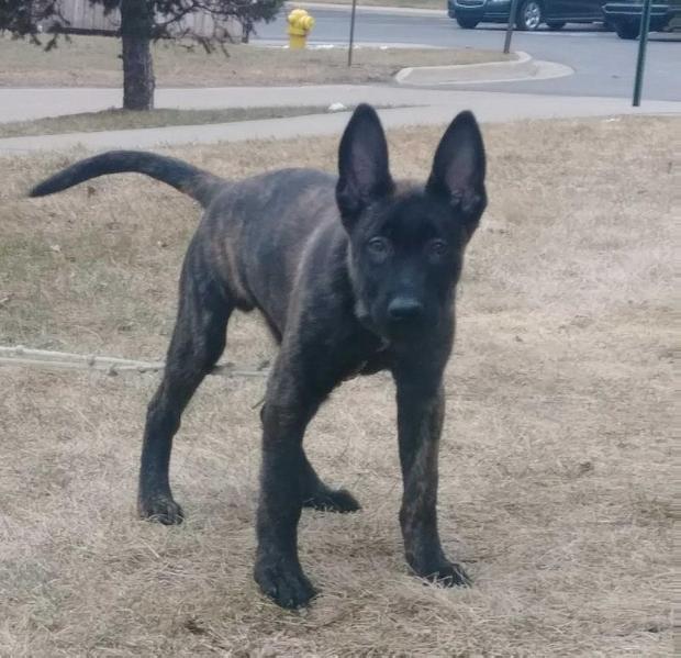 Cleavon's Cooper | Dutch Shepherd 