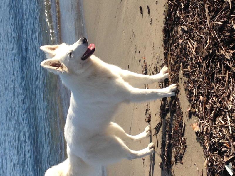 Miss You des Blancs de malou | White Swiss Shepherd Dog 