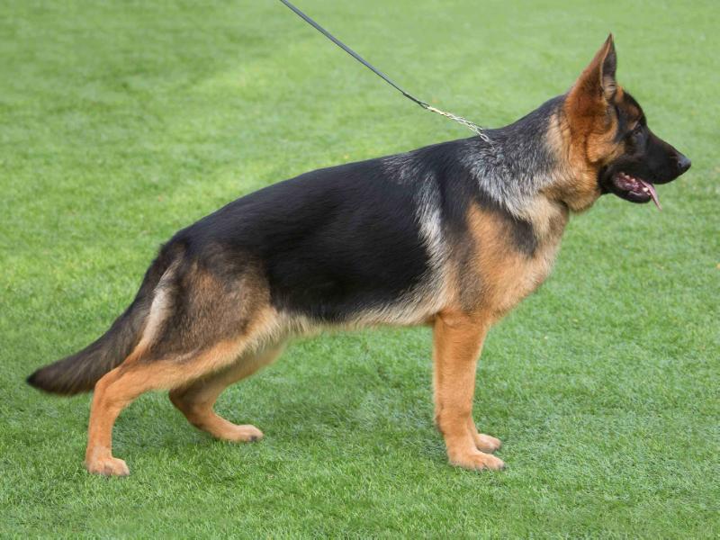 Rahimzhan Pokker | German Shepherd Dog 