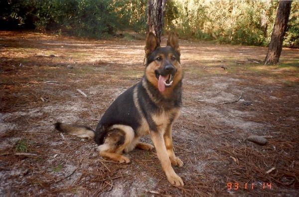 Brent z Pobuci | German Shepherd Dog 