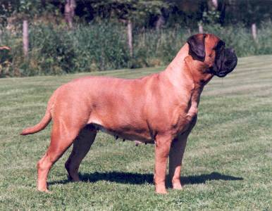 Bullberry Gwendolyn | Bullmastiff 