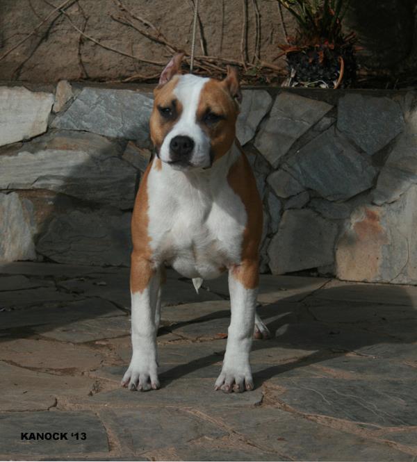 Kanock Twinky Flash | American Staffordshire Terrier 