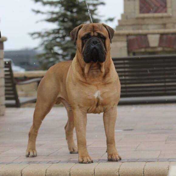 Ishanas's Cut Above | Bullmastiff 