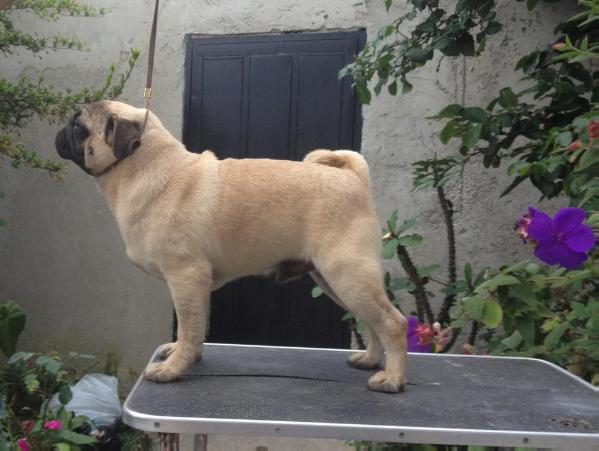 San rod j&amp;l Aldo | Pug 