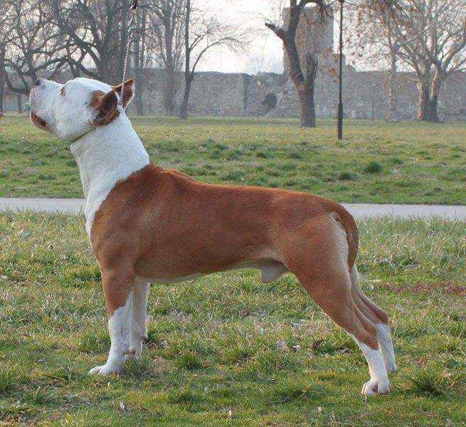 Excalibur Premium Selection | American Staffordshire Terrier 