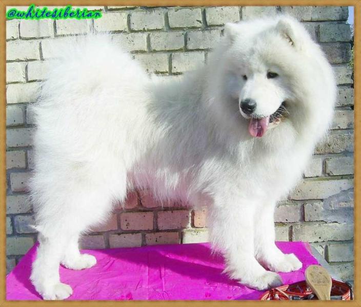 Immortal Icy Ivanhoe Orleansnow | Samoyed 