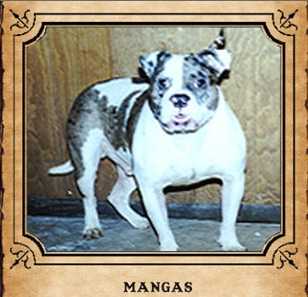 CRK's Mangas Coloradas | Olde English Bulldogge 