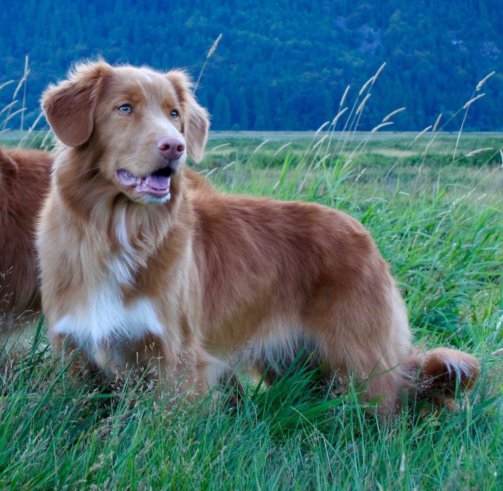 Readyfor Hope Diamond Beekauz | Nova Scotia Duck Tolling Retriever 