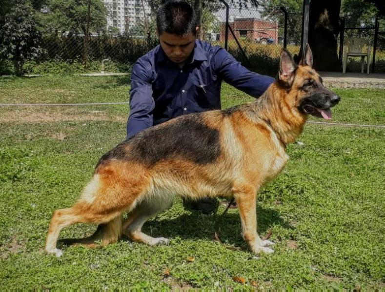 Grasshopperz Xyla of Dogmatix | German Shepherd Dog 