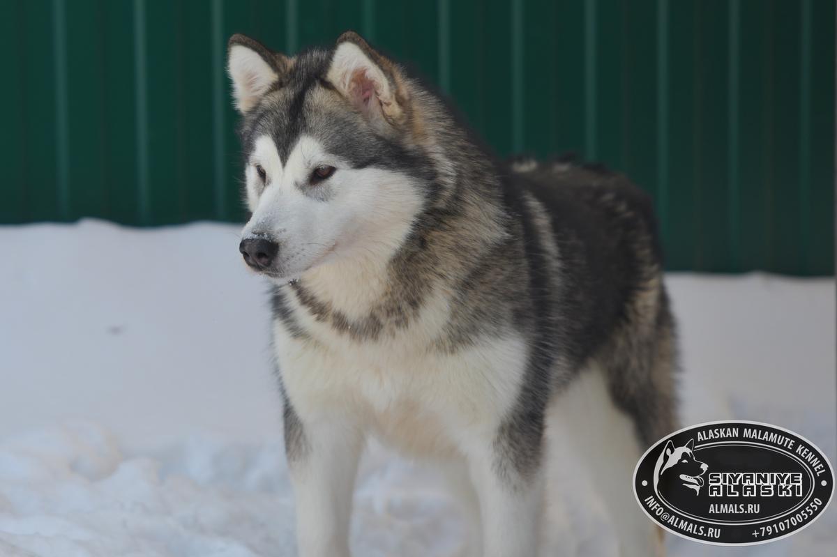 AMANK ENISEY ZERULA | Alaskan Malamute 