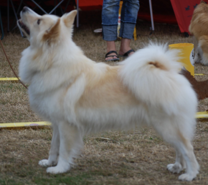 Arora-Kylja vom Zusameck | Icelandic Sheepdog 