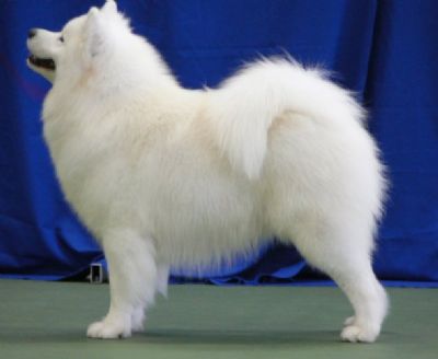 Kalaska Grand Excellence | Samoyed 