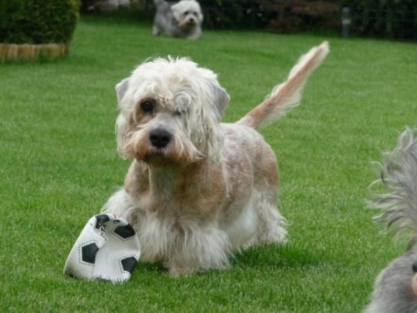 Kelly z Roxburku Sun | Dandie Dinmont Terrier 