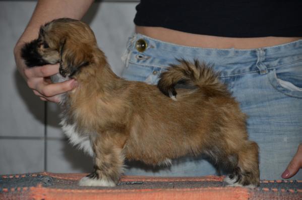 RMoretto Cane Pretty Woman | Lhasa Apso 