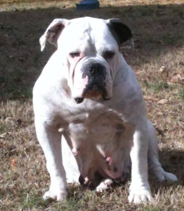 Blue Rivers Sadie | Olde English Bulldogge 