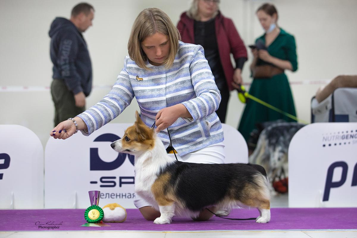Isabelle | Pembroke Welsh Corgi 