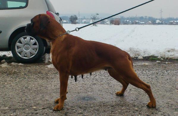 Mamba | Boxer 