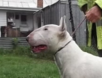 Raiden Hit Parader | Bull Terrier 