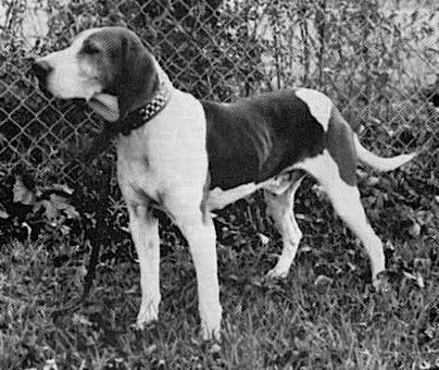 Johnson's Danny Boy | Treeing Walker Coonhound 