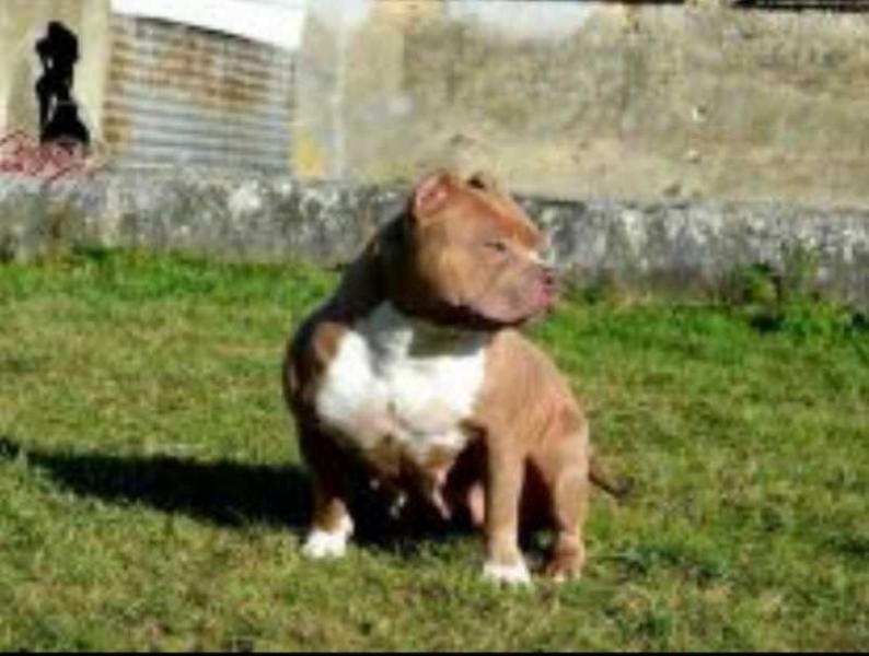SANTANA'S TOKEN OF DOGTOWNPITS | American Pit Bull Terrier 