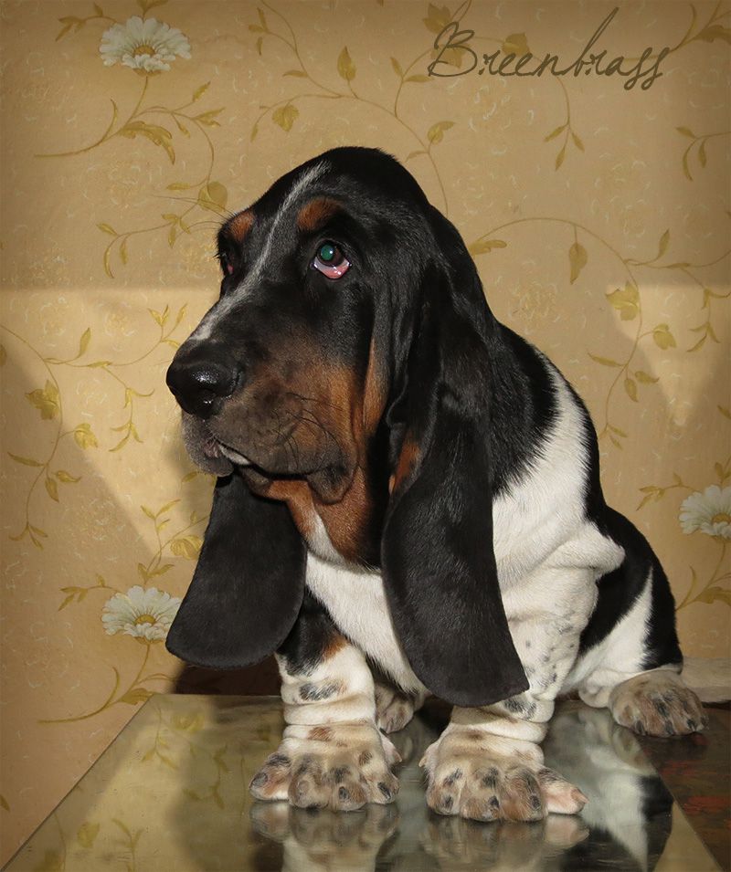 Koba Boom BREENBRASS | Basset Hound 