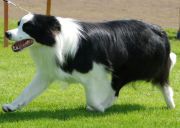 TONKORY XTRA SPECIAL | Border Collie 