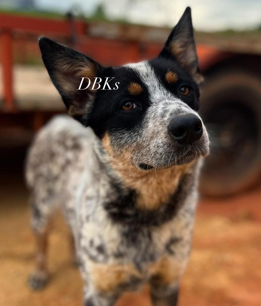 DBK’s Blue Delta | Australian Cattle Dog 