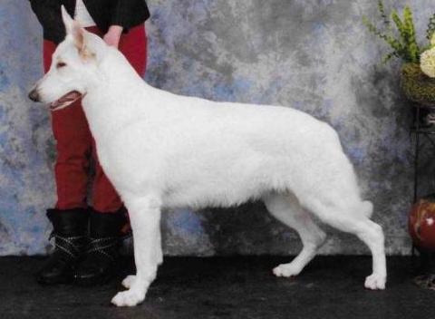 Sayber Fairy Devils Diva | White Swiss Shepherd Dog 