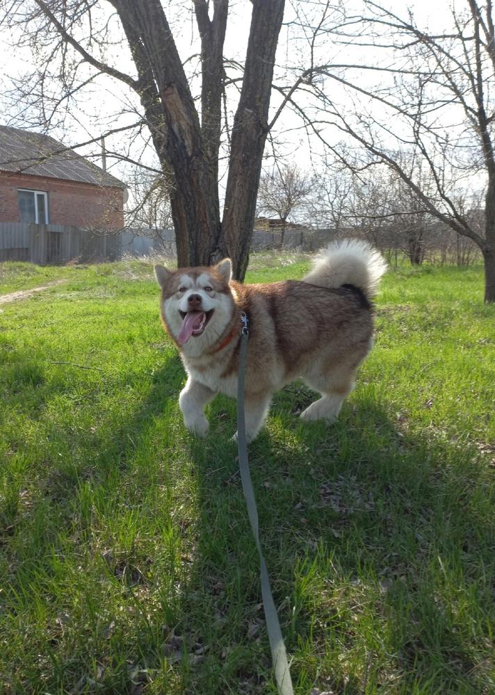 MAZURSTAR NIKA | Alaskan Malamute 