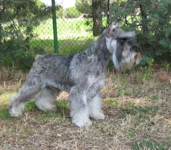 Que Rico de Peñafiel | Miniature Schnauzer 