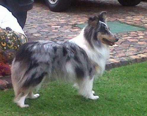 Snow White Avril D'Belle Mora | Shetland Sheepdog 