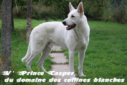 V'Prince Casper du Domaine des Collines Blanches | White Swiss Shepherd Dog 