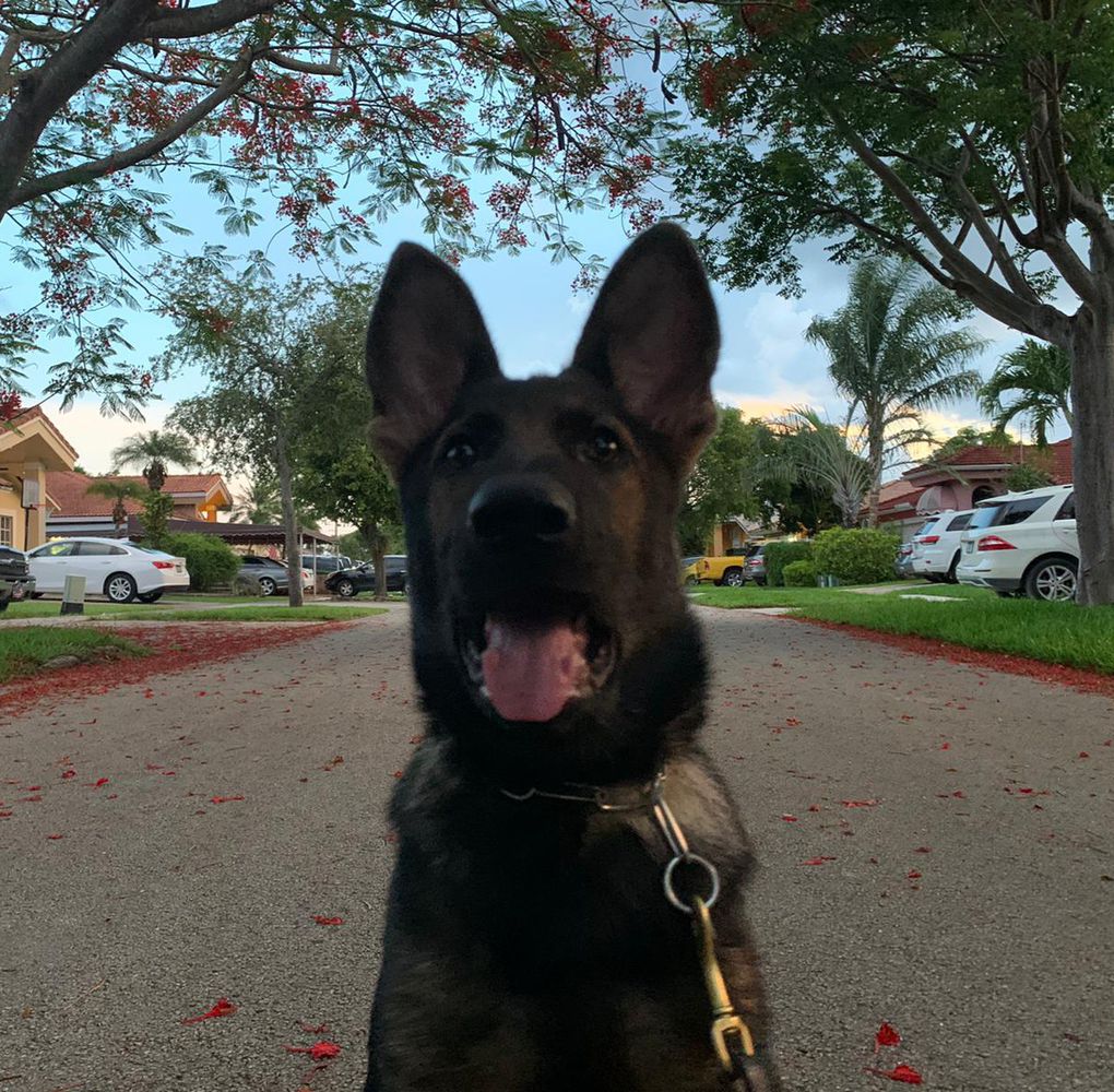 Alissa Van Rossland | German Shepherd Dog 