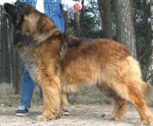 Kaiser vom Matthiasberg | Leonberger 