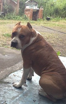 Otvazhnyj Drug Bugatti | American Staffordshire Terrier 