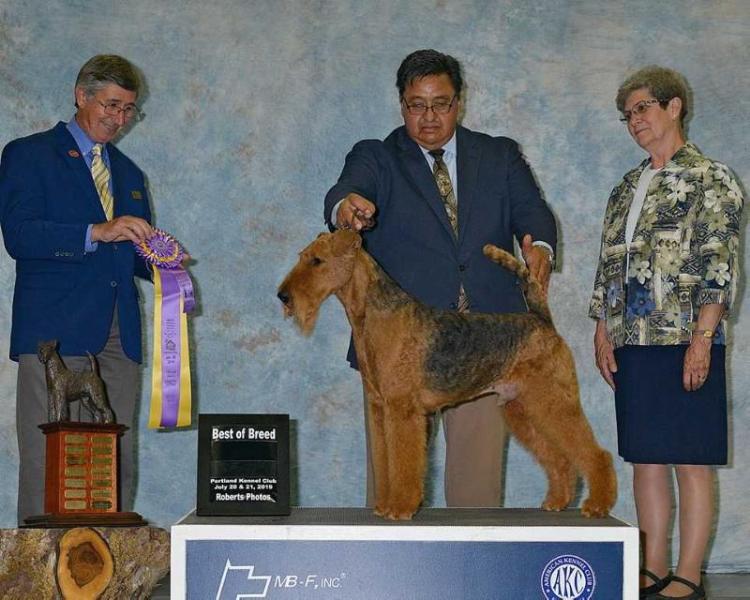 Windancer's California Zephyr | Airedale Terrier 