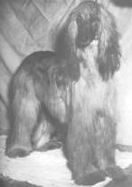 Rudika Of Blakeen | Afghan Hound 