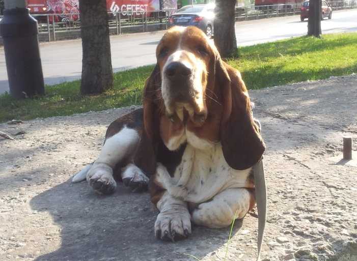 Ilga Lotos Sebastian Skilachi | Basset Hound 