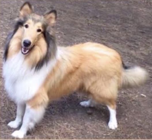 Cheramore’s Aslan Of Starry Fantasy | Rough Collie 