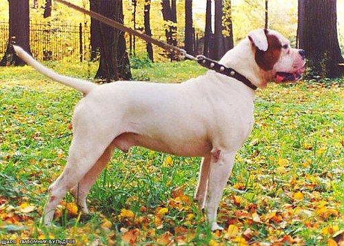 Sharp | American Bulldog 