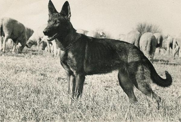 Fenga vom Kirschental | German Shepherd Dog 